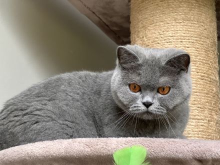 Britisch Kurzhaar Katze mit Stammbaum