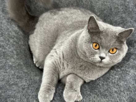 Britisch Kurzhaar Katze mit Stammbaum