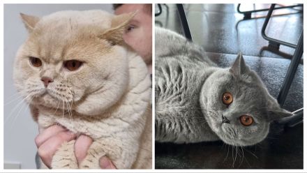 Britisch Kurzhaar Kitten mit Stammbaum