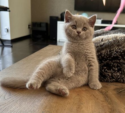 Britisch Kurzhaar Kitten mit Stammbaum