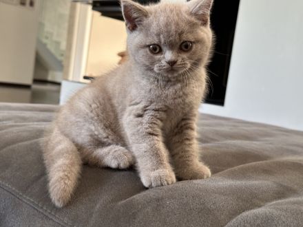 Britisch Kurzhaar Kitten mit Stammbaum