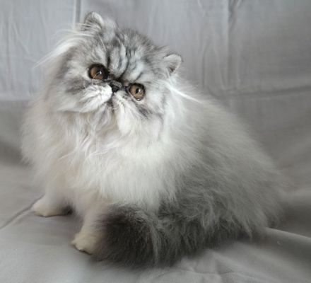 Wunderschöne Perserkatzen