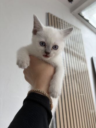 Siam BkH Mädchen abgabebereit