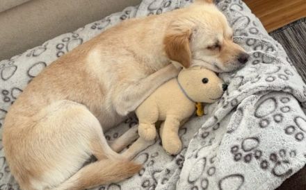 Skylar sucht ein ruhiges Zuhause