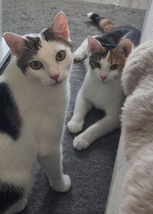 Liebevolles Zuhause für schüchternes Traum-Duo gesucht