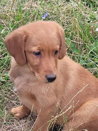 Golden Retriever - Labrador Mix Rüde