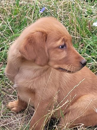 Golden Retriever - Labrador Mix Rüde