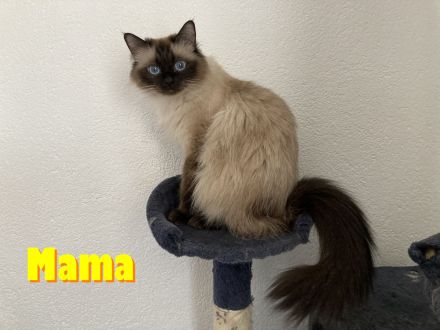 Heilige Birma, super süsse Katzenbabys