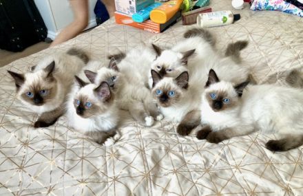 Heilige Birma, super süsse Katzenbabys