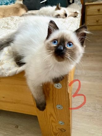 Heilige Birma, super süsse Katzenbabys