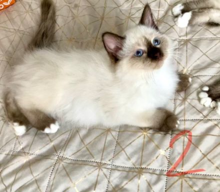 Heilige Birma, super süsse Katzenbabys