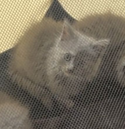 6 BKH Kitten zur Abgabe bereit