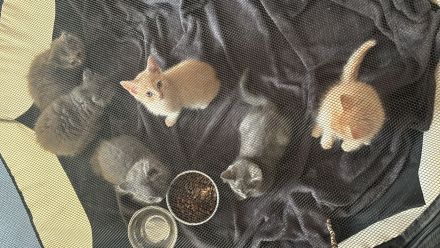 6 BKH Kitten zur Abgabe bereit