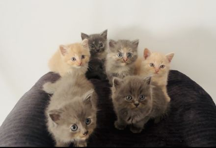 6 BKH Kitten zur Abgabe bereit