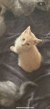 6 BKH Kitten zur Abgabe bereit