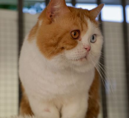 Bkh Odd-eye Kater