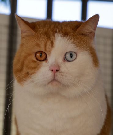 Bkh Odd-eye Kater
