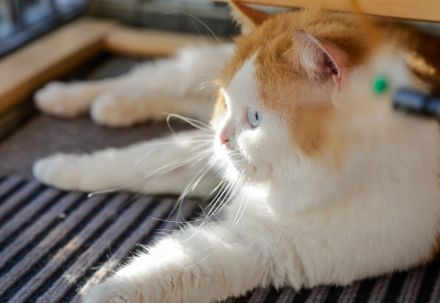 Bkh Odd-eye Kater