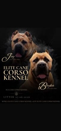 Cane corso welpen