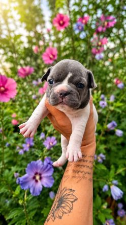 Französische Bulldoggen Welpen