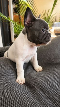Französische Bulldoggen Welpen