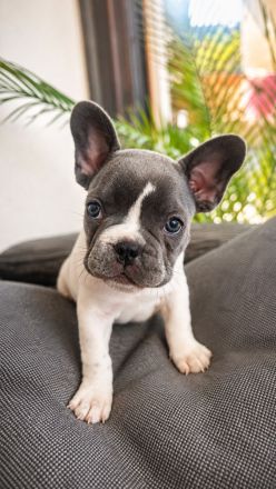 Französische Bulldoggen Welpen