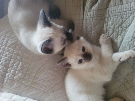 Supersüße Siamkitten