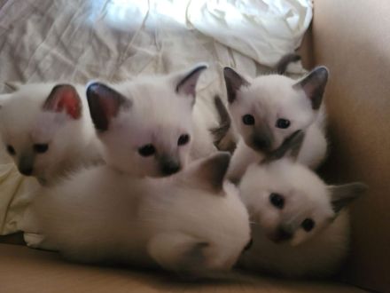 Supersüße reinrassige Siamkitten
