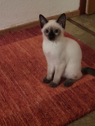 Supersüßer Siamkitten (1 männl. und 1 weiblicher) abgabebereit