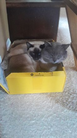 Supersüße Siamkitten