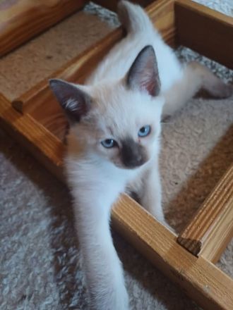 Supersüße Siamkitten