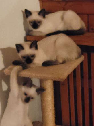 Supersüßer Siamkitten (1 männl. und 1 weiblicher) abgabebereit