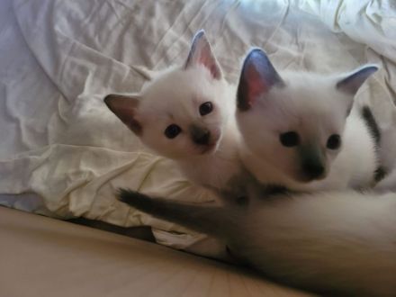 Supersüße reinrassige Siamkitten