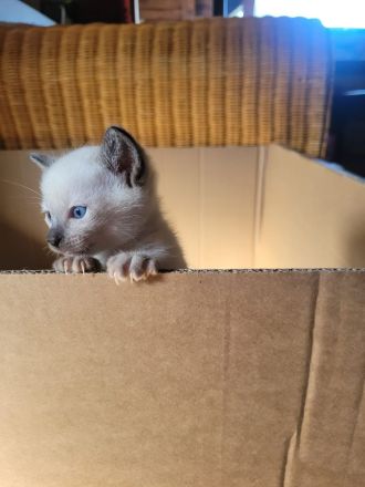 Supersüße reinrassige Siamkitten