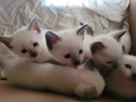 Supersüße reinrassige Siamkitten