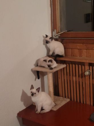 Supersüßer Siamkitten (1 männl. und 1 weiblicher) abgabebereit