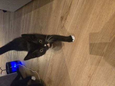 Britisch kurzhaar Europäische kurzhaar mix