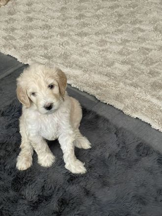 Labradoodle Welpen