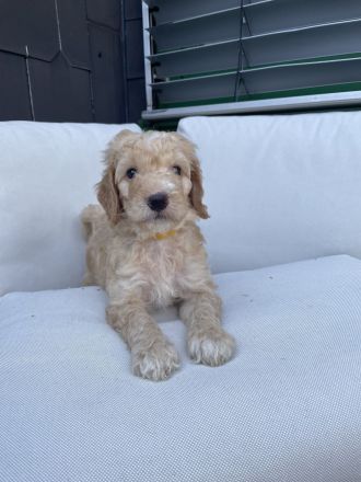 Labradoodle Welpen