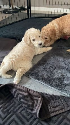 Labradoodle Welpen