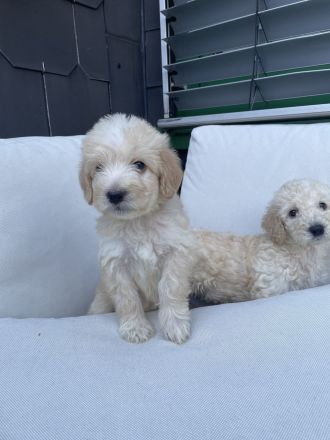 Labradoodle Welpen