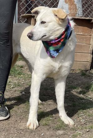 Lottie - Hündin - geb. 03/2024 - 50 cm