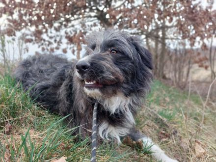 Forrest - Rüde - geb. 03/2025 - 55 cm