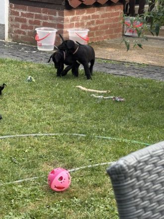 Wunderschöne schwarze Doggen Welpen