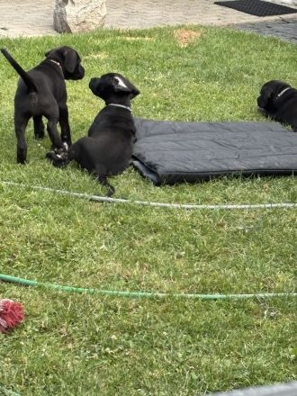 Wunderschöne schwarze Doggen Welpen