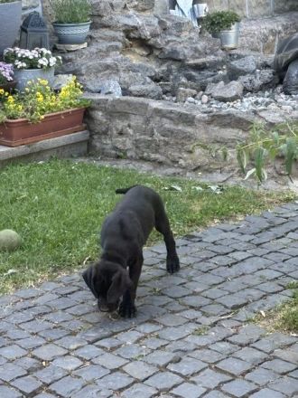 Wunderschöne schwarze Doggen Welpen