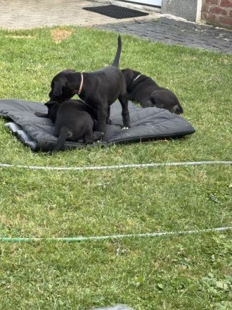 Wunderschöne schwarze Doggen Welpen