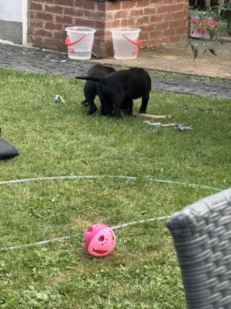 Wunderschöne schwarze Doggen Welpen