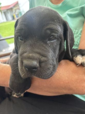 Wunderschöne schwarze Doggen Welpen