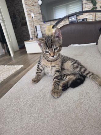 Europäische Kurzhaar Kitten zu verkaufen.